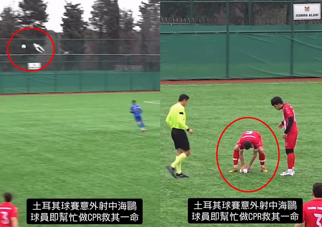 海鷗慘遭足球擊中墜地! 球員無視輸贏上前CPR搶救