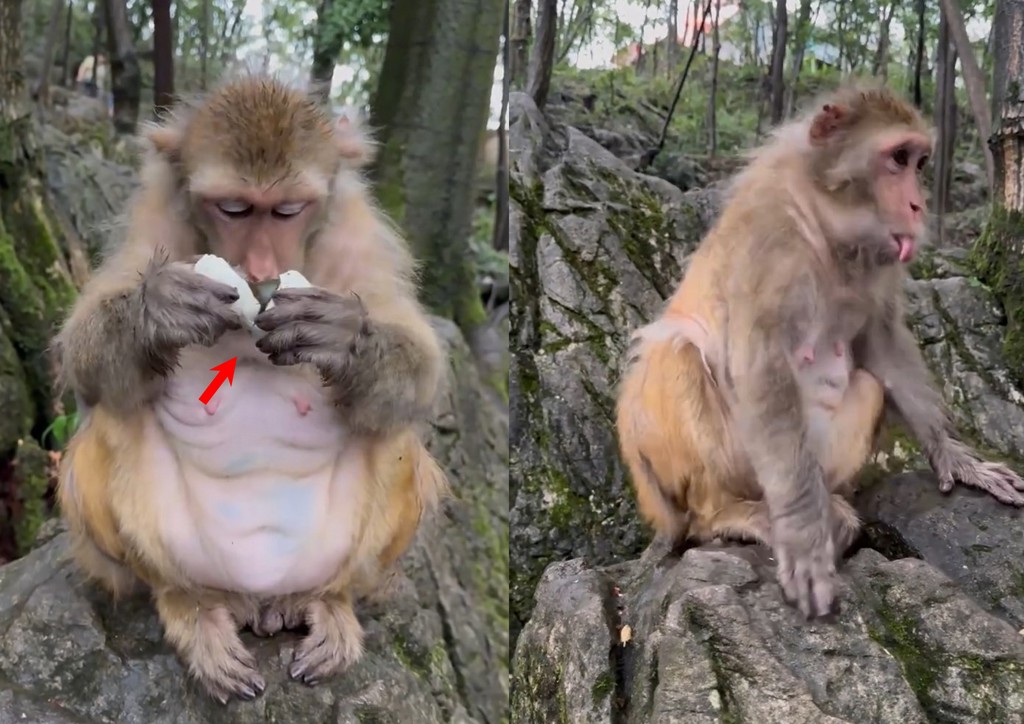 好心請猴子吃「皮蛋」 慘遭嫌棄還噁心想吐
