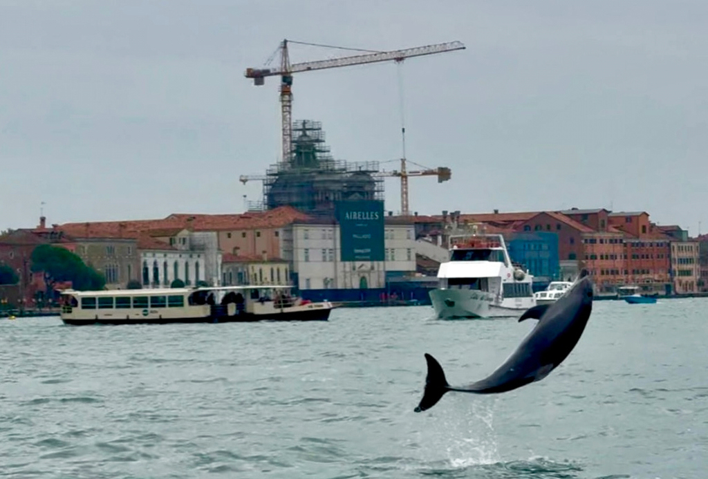 寬吻海豚「米莫」定居威尼斯6個月 科學家表示「牠適應良好」