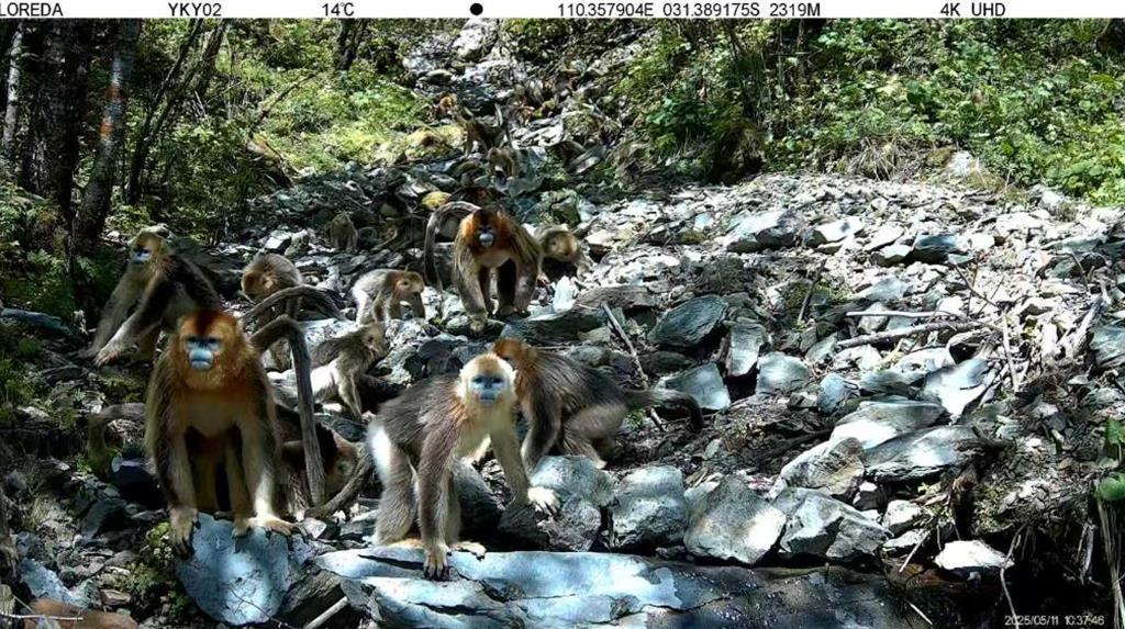 繼《民法典》之後 陸第二部「法典」要來了!影響深遠