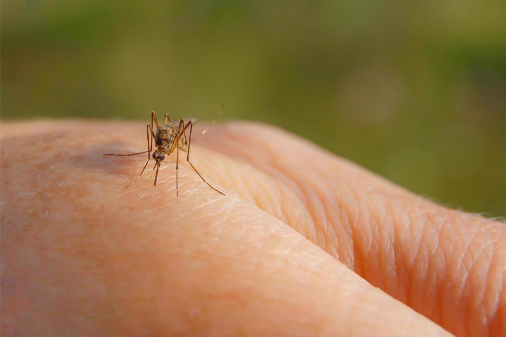 連跑2醫院3度就醫 男染登革熱「4天才通報」 疾管署發醫界通函