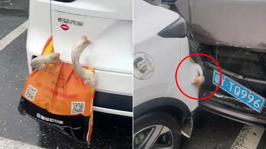 父母的愛心雞鴨掛車後! 回程遭追撞夾殺「慘死」