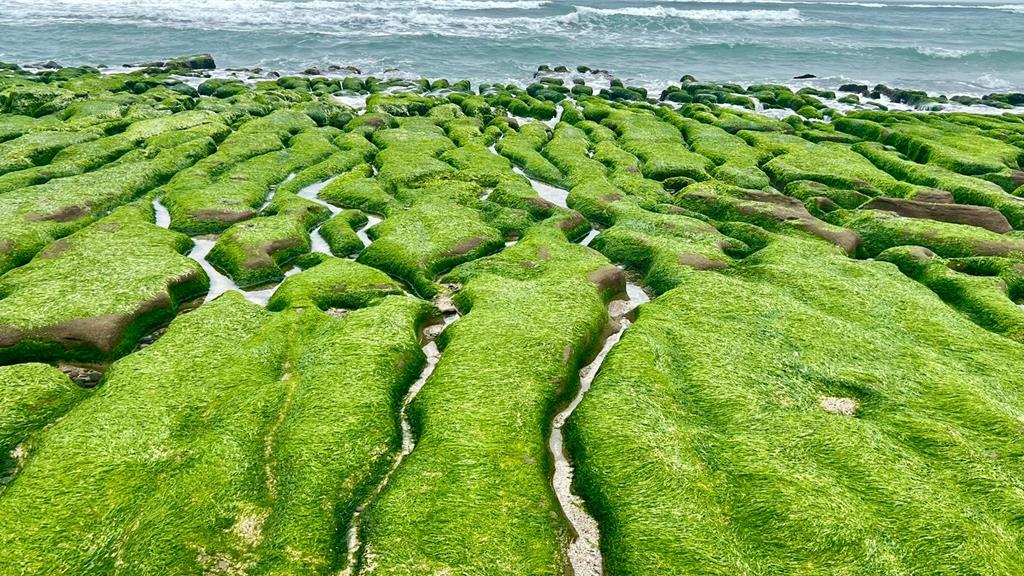 新北石門春日限定 老梅綠石槽鋪展抹茶海岸美景