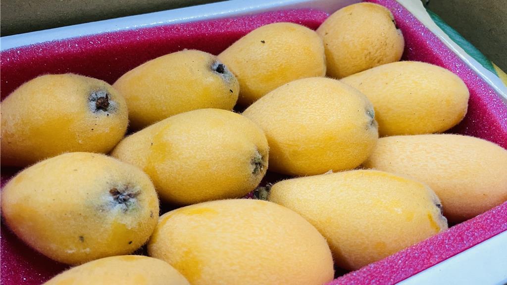 台東枇杷進入產季 天冷助攻品質佳、價上揚