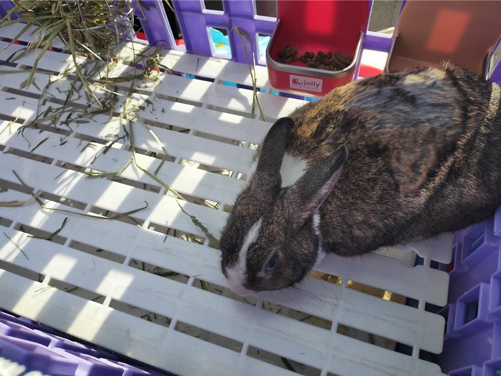 寵物兔絕育補助開跑 新北最高可領2000元