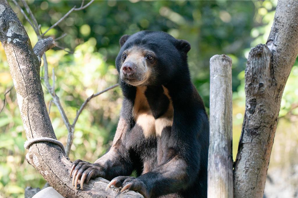 北市動物園馬來熊姊弟赴日保育 續寫台日情誼