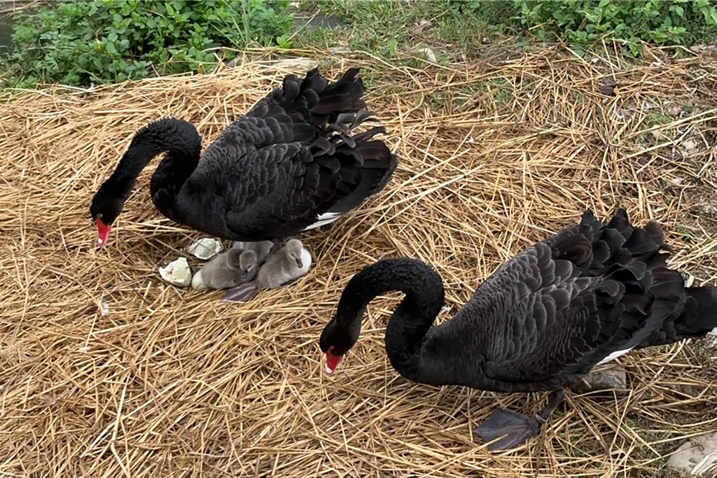 超療癒!客家圓樓黑天鵝家族添3寶 一家五口同框萌翻遊客