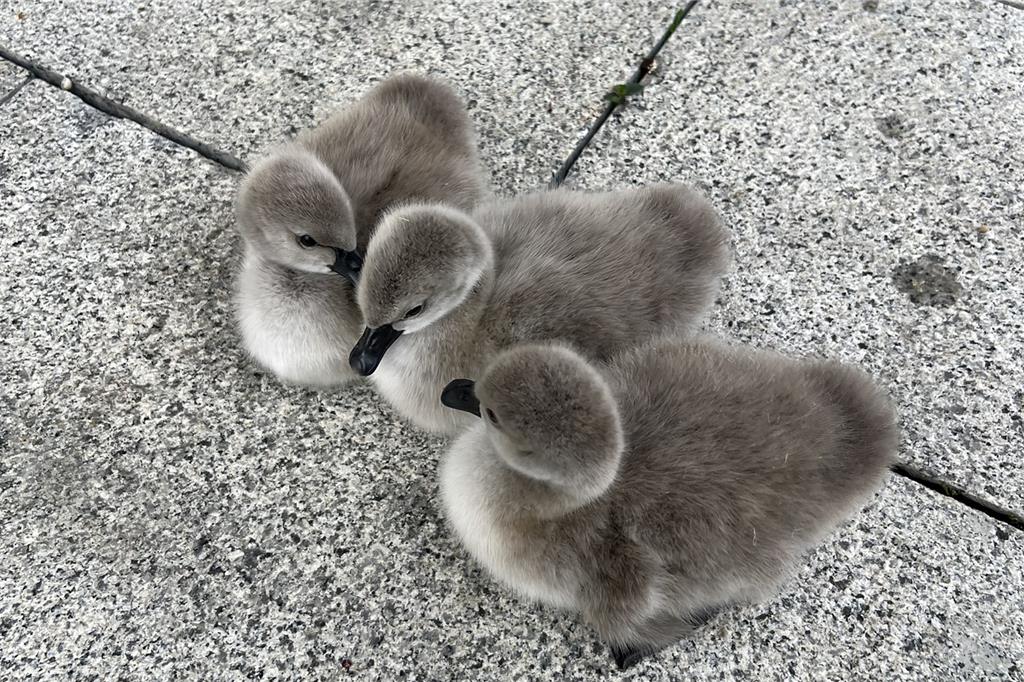 小天鵝毛茸茸的可愛模樣，與親鳥形影不離，吸引眾多遊客駐足拍照。（范進軒提供／呂麗甄苗栗傳真）