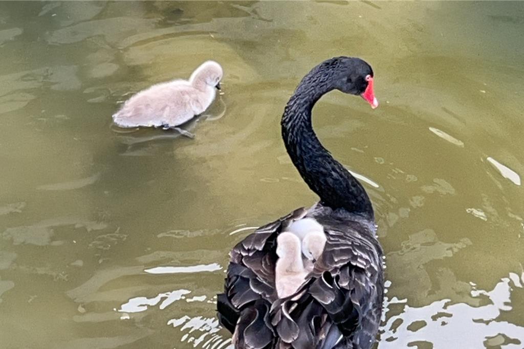苗栗後龍客家圓樓湖區傳來好消息！黑天鵝親鳥帶著3隻剛孵化的雛鳥，在北勢溪廊道悠游覓食。（范進軒提供／呂麗甄苗栗傳真）
