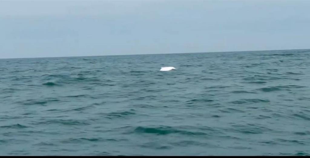 驚艷鹿港外海!國寶粉紅海豚跳躍現身 粉紅身影超吸睛