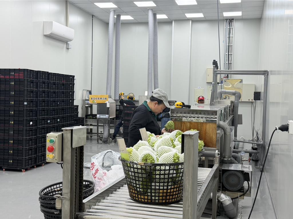 台東山漾蔬果運銷合作社冷鏈暨加工場今（28）日啟用。（蔡旻妤攝）