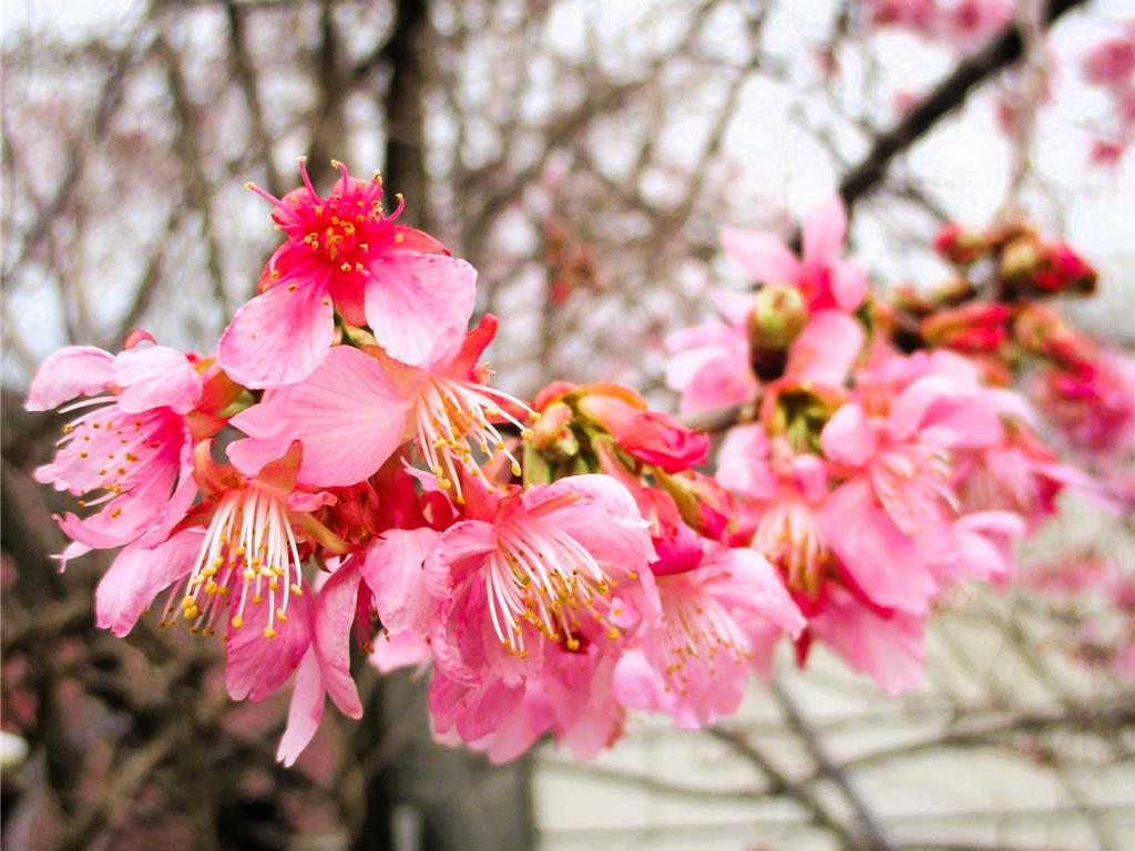 療癒旅遊夯!春遊度假飯店 結合溫泉、賞櫻、文化體驗