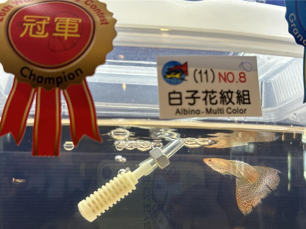 屏東觀賞魚產業破10億!第26屆孔雀魚世界盃國際交流賽登場