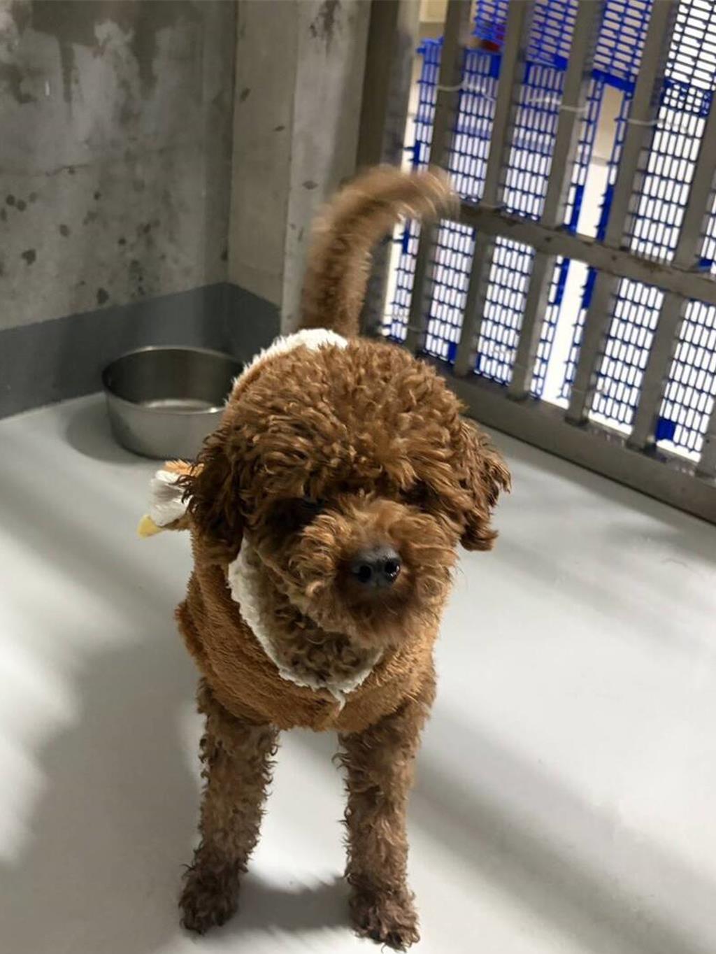 寵物銀行被領養紅貴賓帶回家突「發狂」咬人 遭送回2次