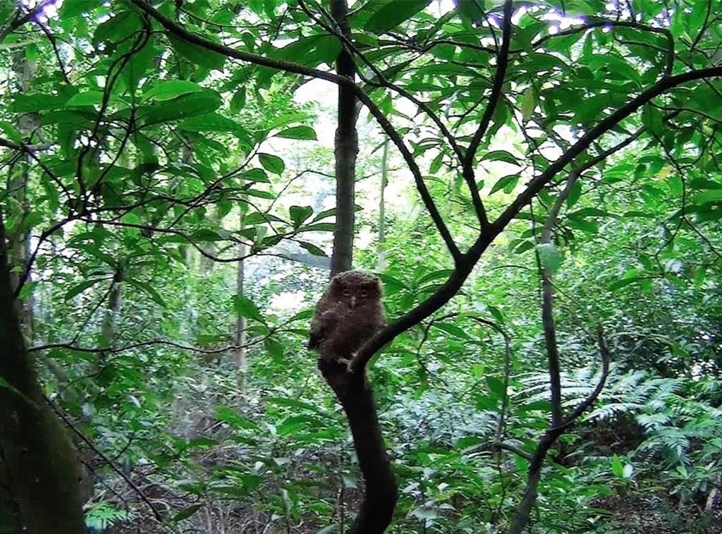 野動救援有SOP 新北建科學評估準則 升野放判斷專業度