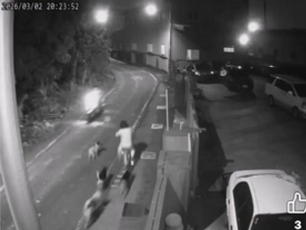 無良飼主放任!和美鎮狗群四處逞凶 單車女子被狂追慘摔