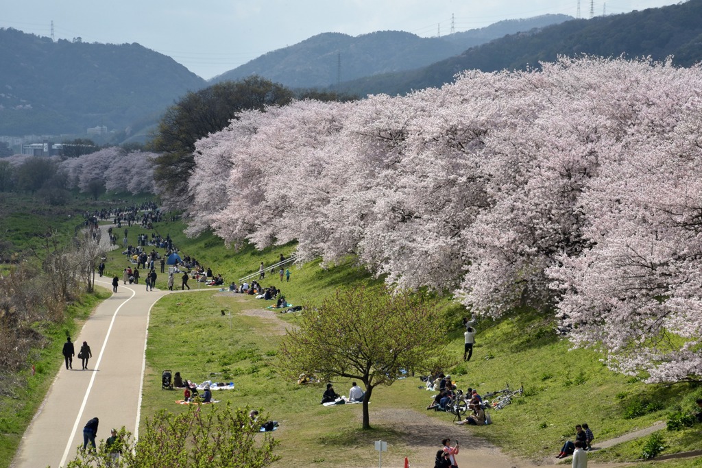 密密麻麻、厚重巨大的櫻花樹，在背割堤形成氣勢驚人的壯觀景色。(東尼叔 攝)