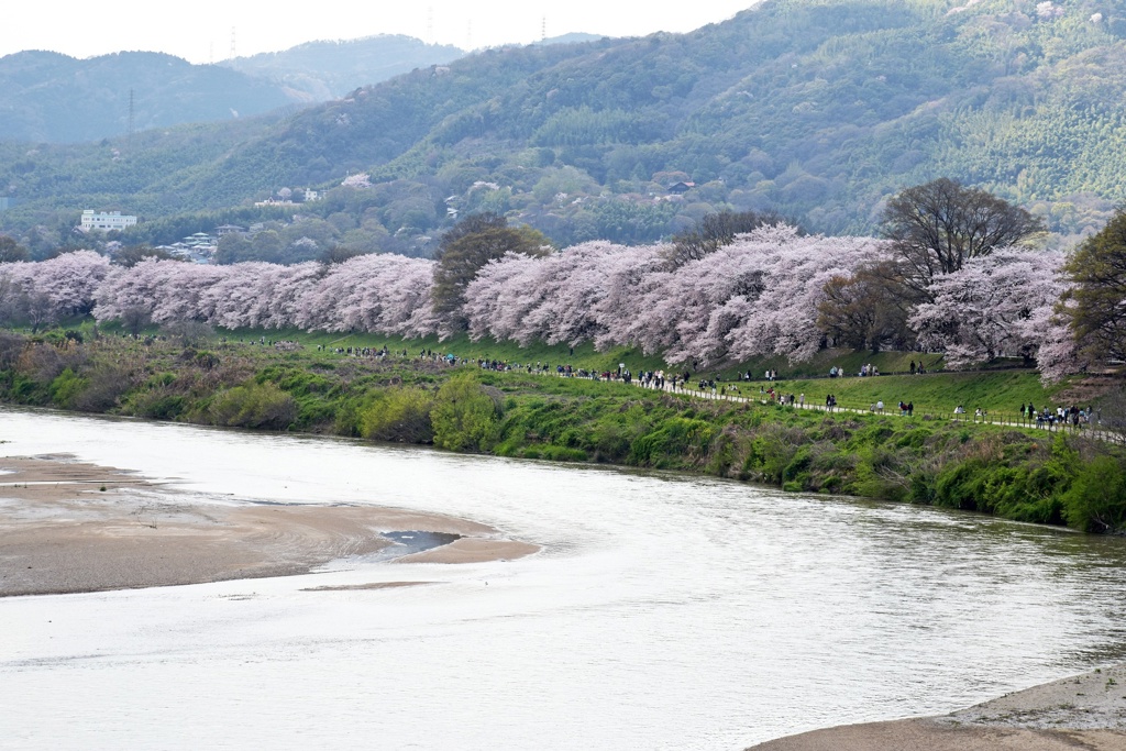  250株櫻花沿著河岸無盡綿延，八幡市背割堤的櫻花霸氣十足。(東尼叔 攝)