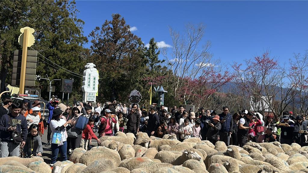 網友感嘆清境農場沒落了，遭清境農場駁斥，農場強調遊客數仍居高山農場之冠，今年第一季入園人次較去年同期增加近萬人。（清境農場提供／楊靜茹南投傳真）