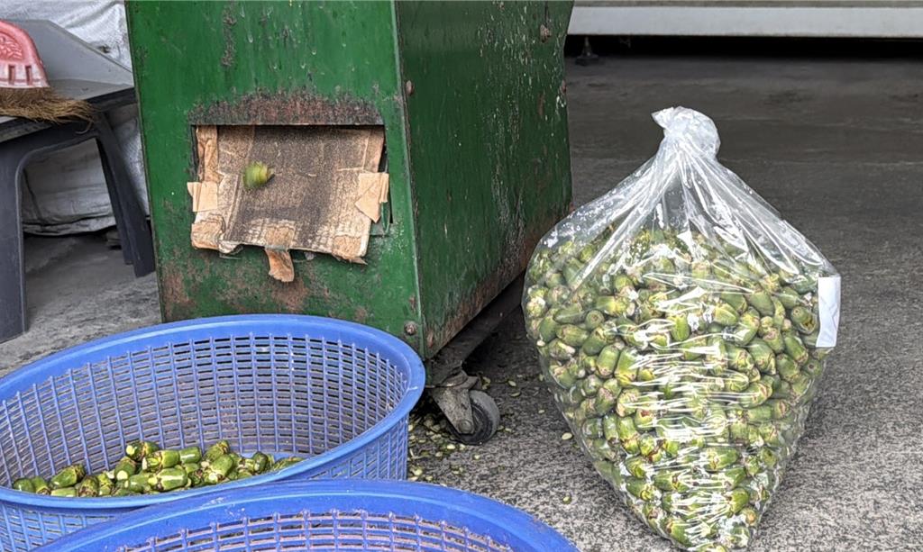 台東男闖檳榔園狂割60芎!遭抓包竟開車衝撞 判刑1年8月