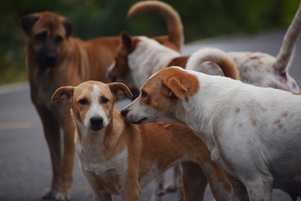 北市毛孩遺體堆滿動物之家冷凍庫 蔣萬安回應了