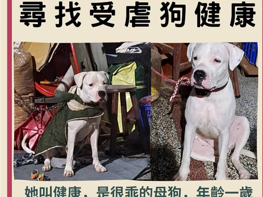 杜告犬「健康」虐待案疑雲重重 不明人士赴飼主家丟酒瓶
