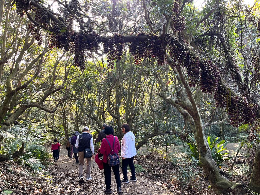 別卡在巷弄!南投「血藤花」夢幻開跑 交通指引曝