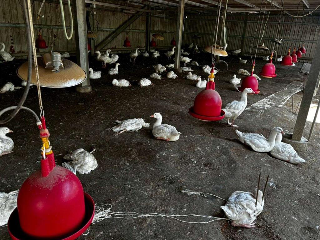 雲林禽流感傳擴散!新點距確診場不到1公里 隱匿恐罰百萬