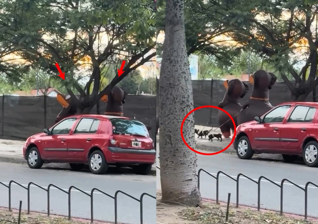 大街上驚見「大腸遛小腸」 鏟屎官裝扮超吸睛