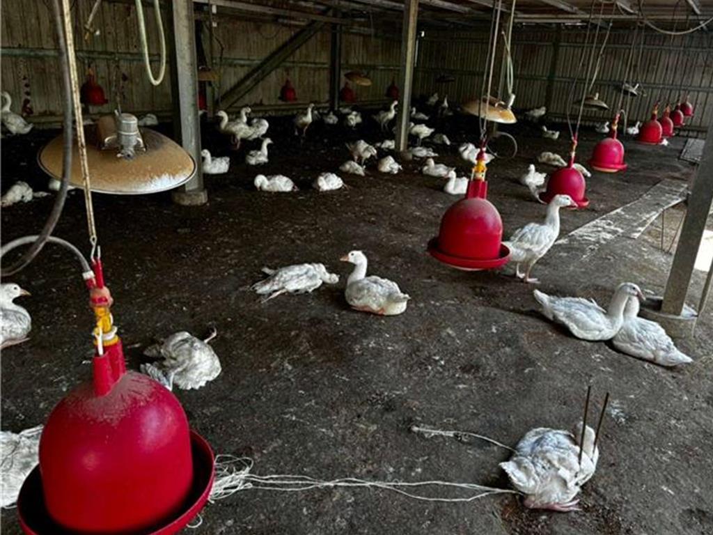 雲林肉鵝場確診禽流感 撲殺883隻防疫情擴散