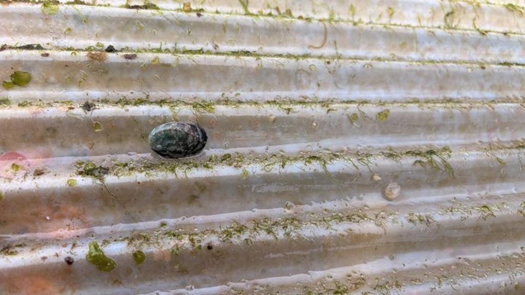 浪板上的九孔苗。　圖：新北市政府漁業及漁港事業管理處／提供