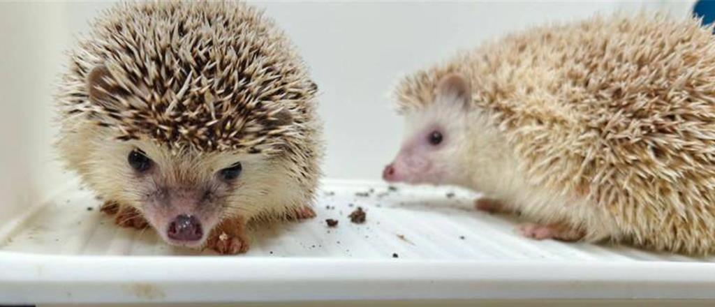 誰家的?彰化秀水拾獲2小刺蝟 無人認領20日開放領養