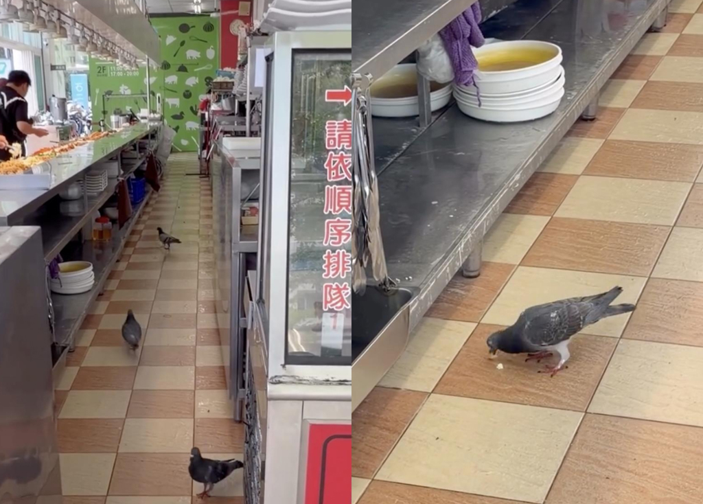 鴿子闖自助餐爽吃Buffet 高雄業者認栽 衛生局出手了